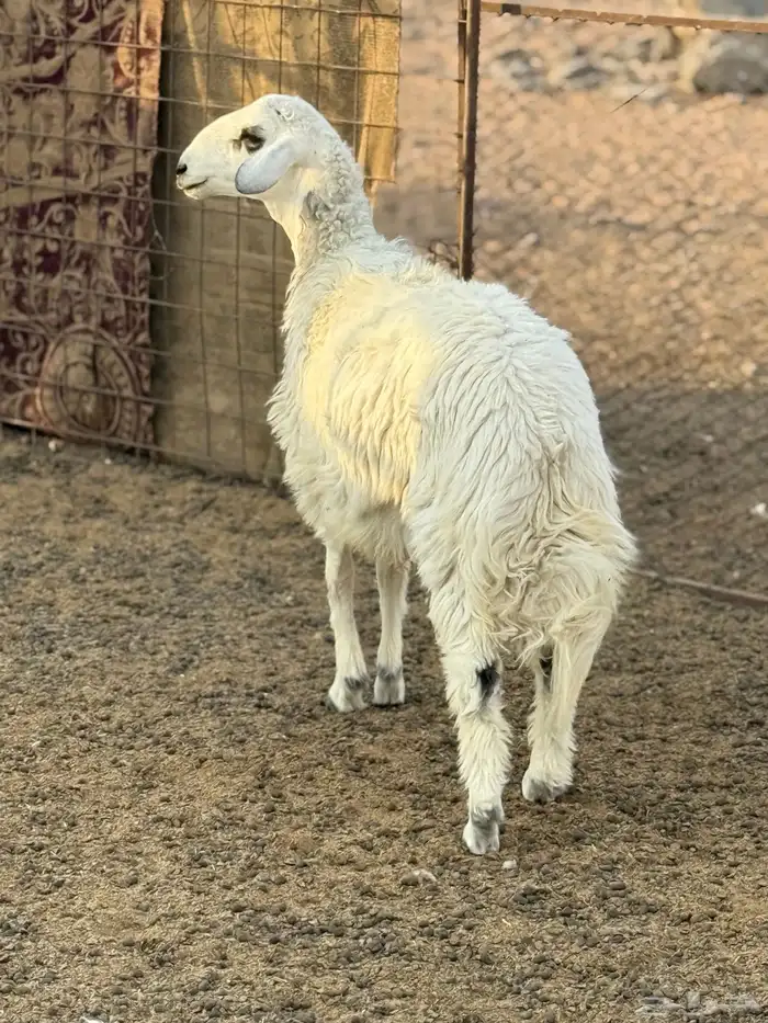 خروف حري 1