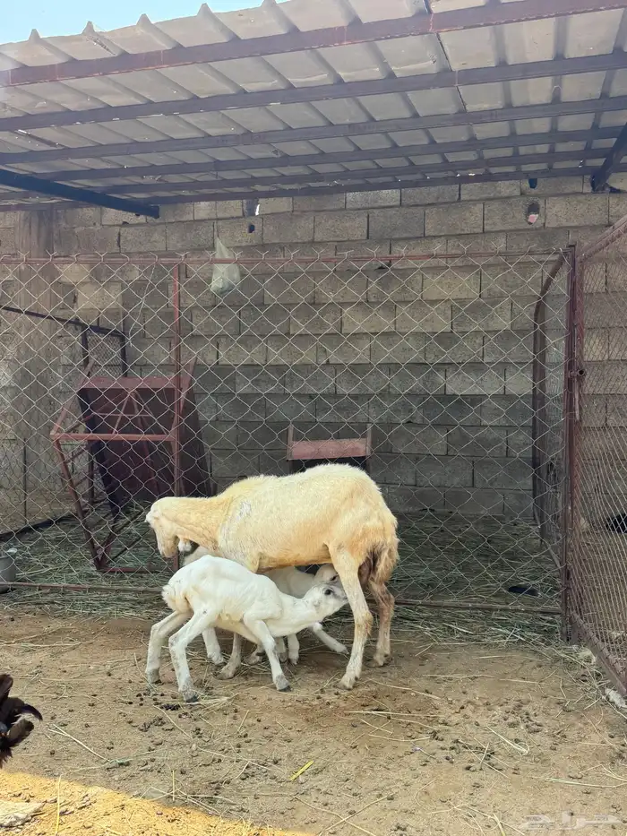 نعجه منتوج بتوأم 1