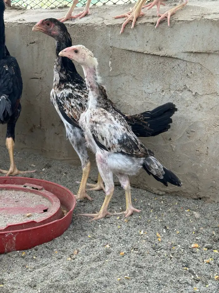 دجاج شامو ياباني 0