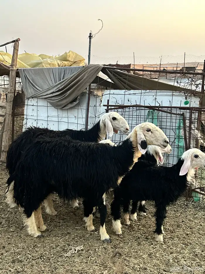 خلفات نجد 5