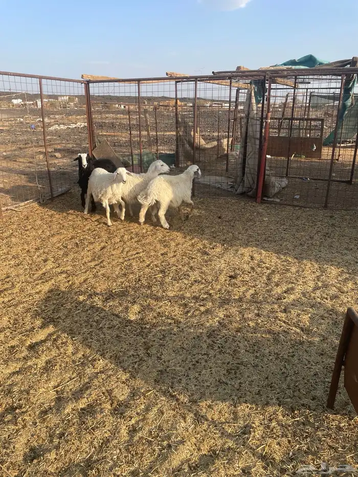 ذبايح تيوس وحبص وسواكن 3
