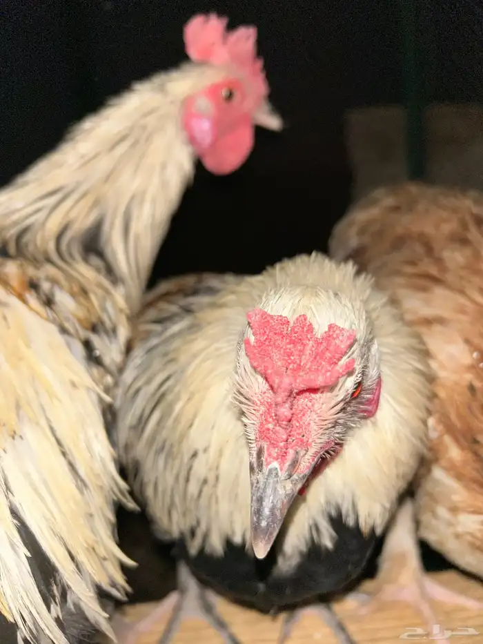 ديوك ترثه عربي تندوري 1