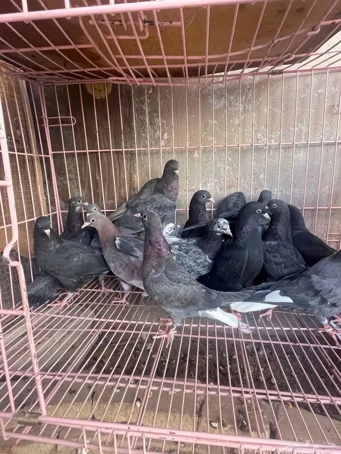 طبات قطايف 1