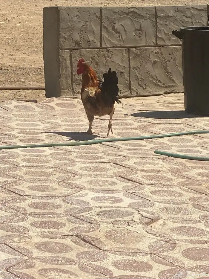 ديكين للبيع اثنين 60 2