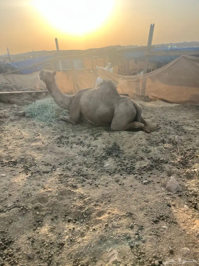 ناقه 1