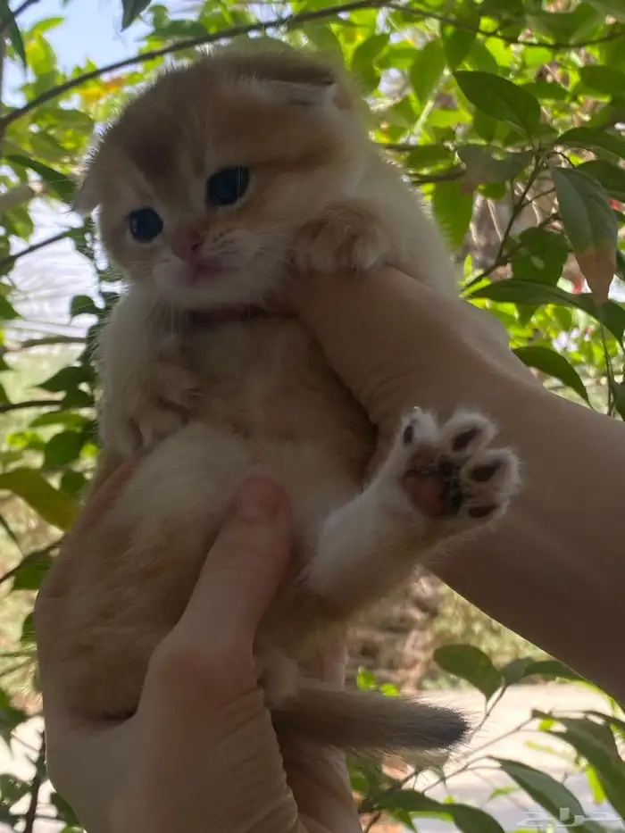 ذكر سكوتش تربل فولد تم البيع 1