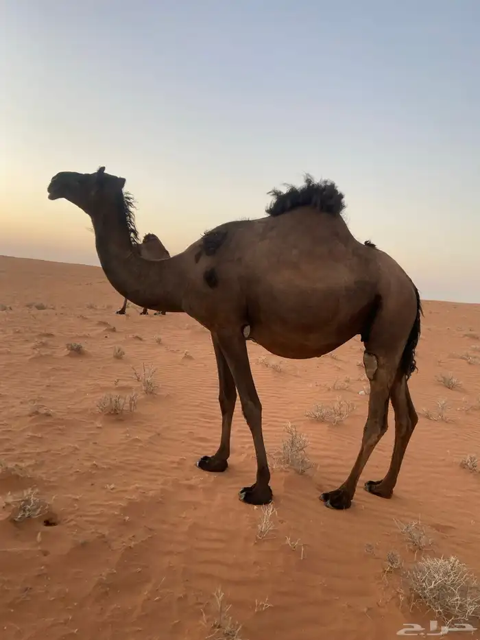 ناقه البيع ام ثاني لحقه الموقع مشذوبه 1