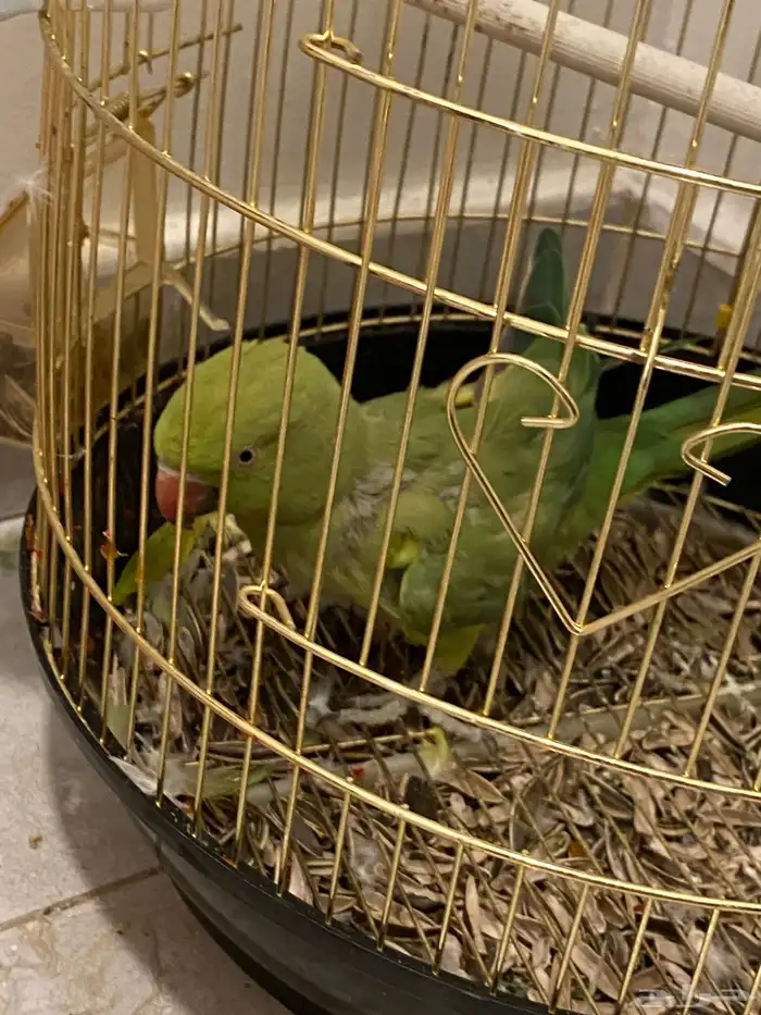 للبيع دره 2