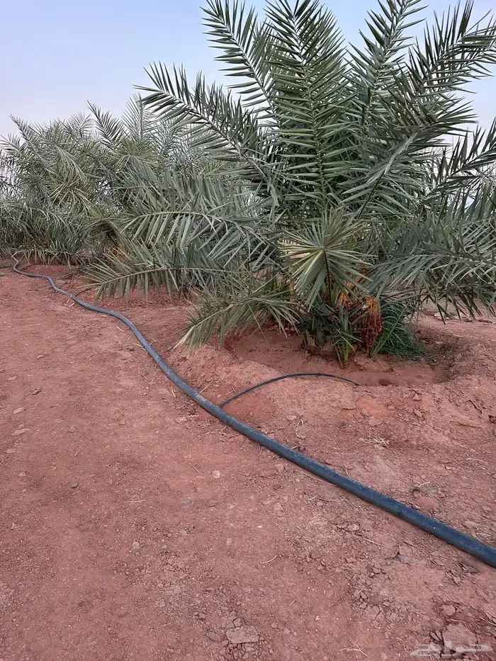 نخل نوايع للبيع 8