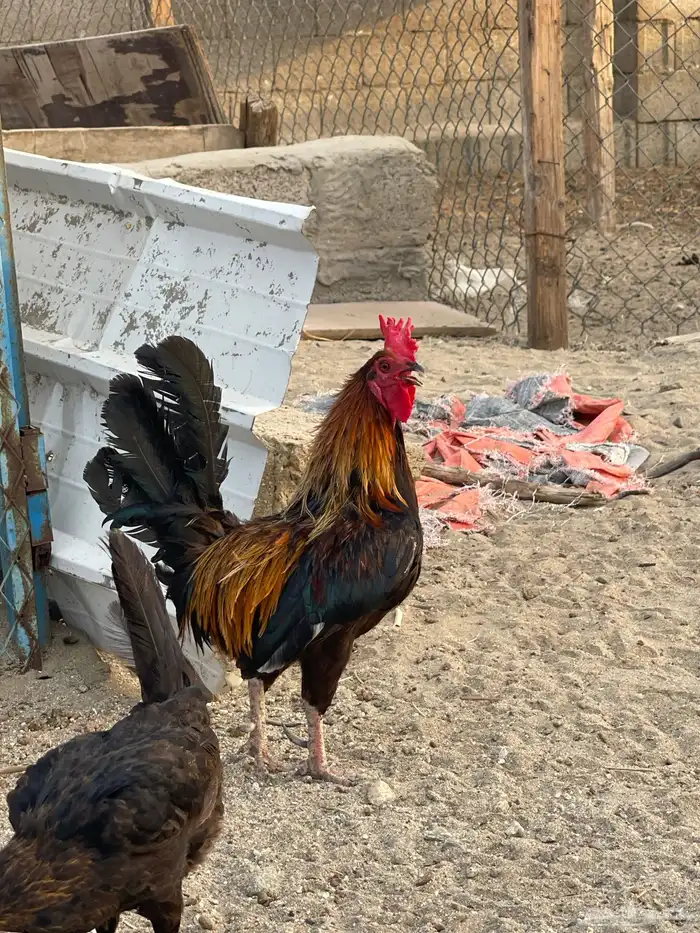 دجاج بلدي 1