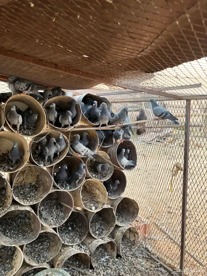 للبيع حمام 1