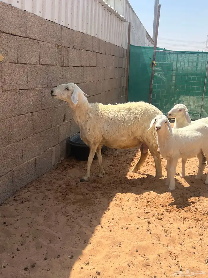 حريه متوم برخال 3