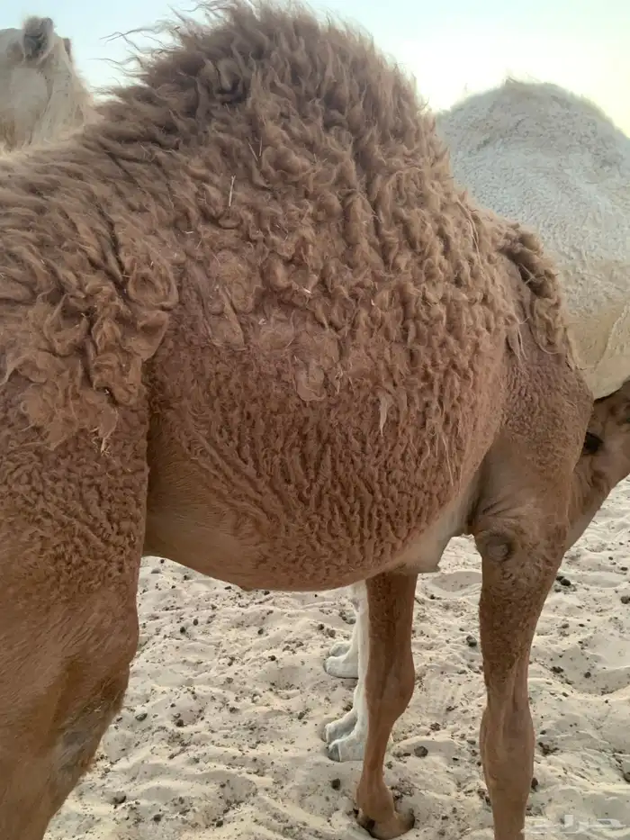 قعدان حشو اثنين للبيع 1