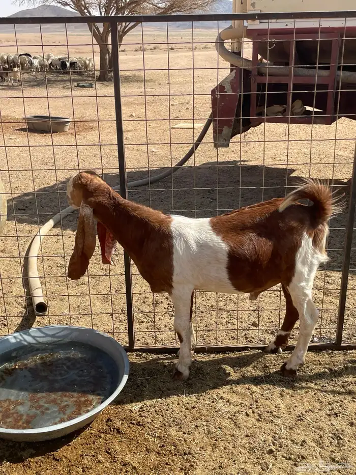 مشروع فحل تيس هولندي 1