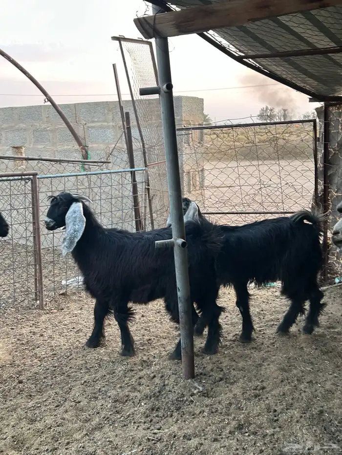 للبيع جفرات طيبه 5