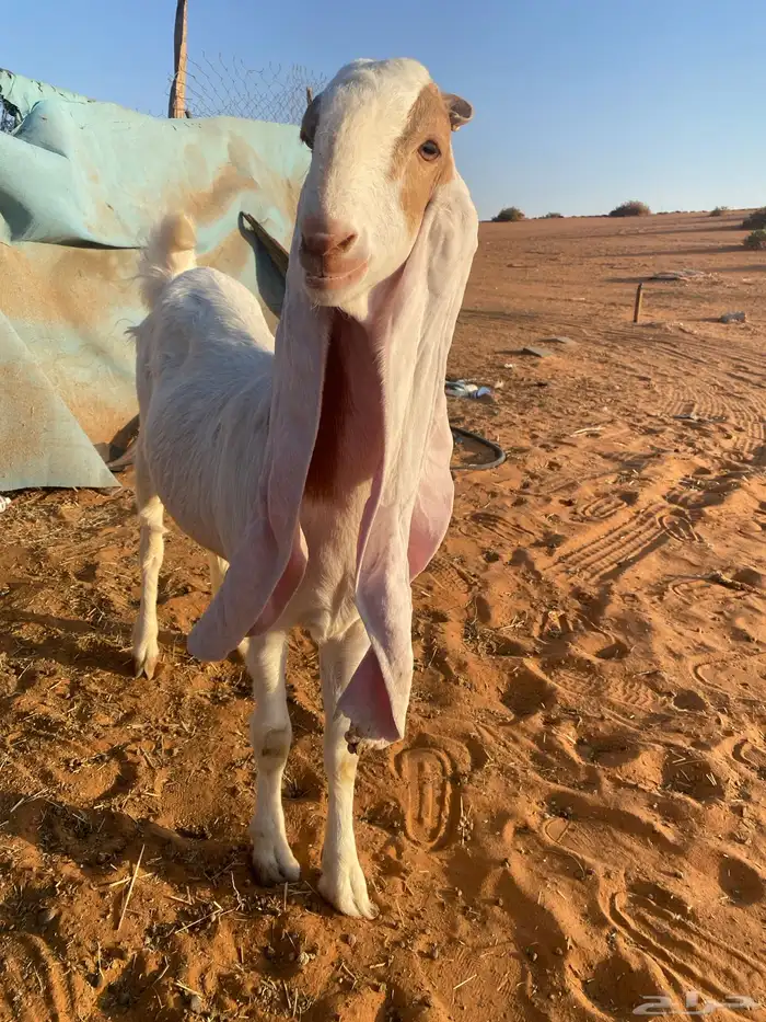 جفره ثنيه خصم حاصب قريبت ولاد 5