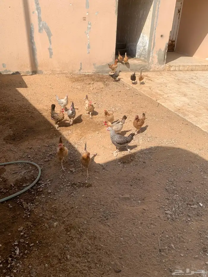 دجاج بلدي بياض 3