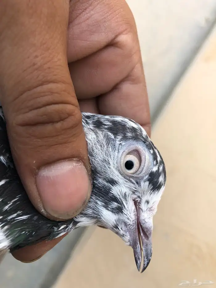حمام باكستاني 3