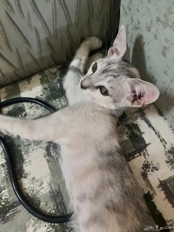 قطط صغيره لتبنى لمن يخاف الله فيهم   في مدينة الوجه 5
