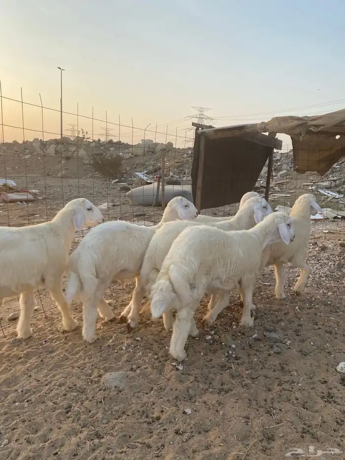 6 طليان فاخره للبيع جمله وتفريد ذبايح 5