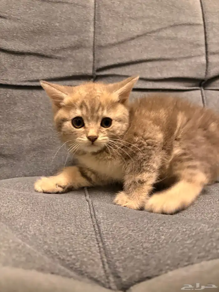 قطط سكوتش فولد للبيع 7