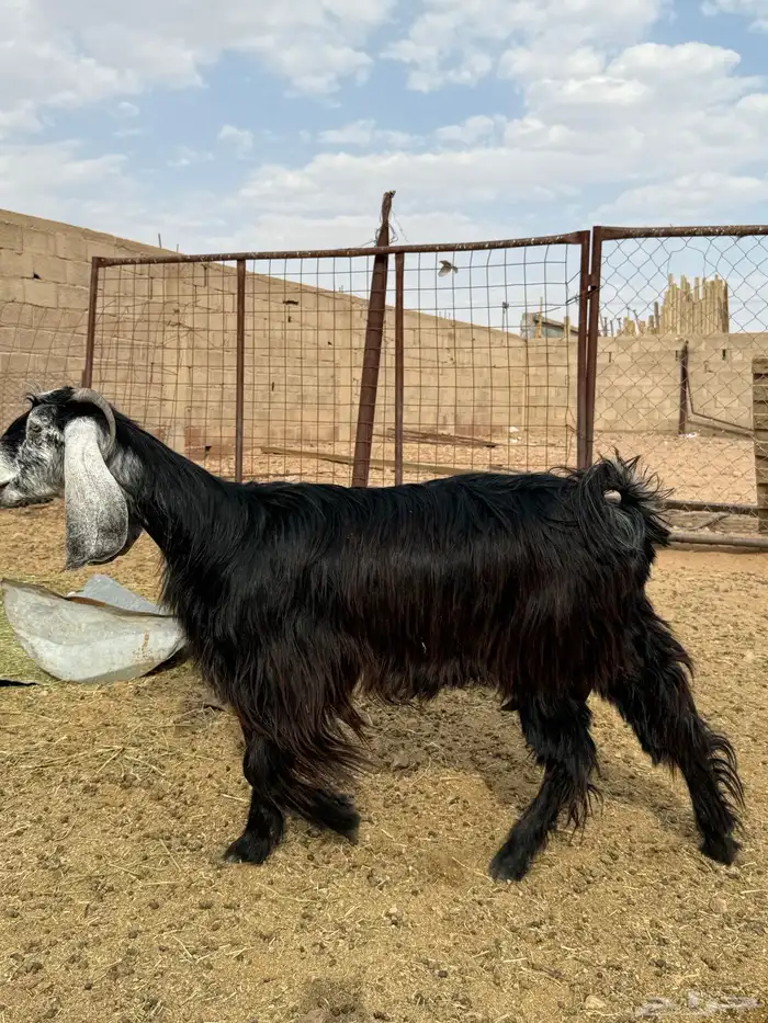 للبيع جذعه حليب طيبه 2