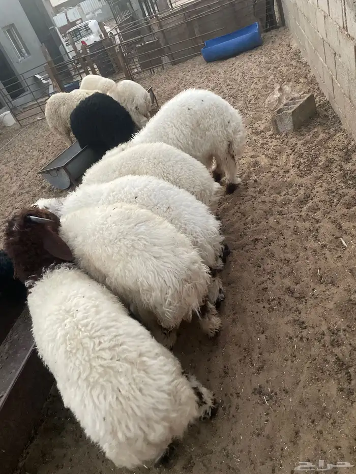ذبائح نعيمي بلدي وتيوس وحري للبيع للثلاجات والمناسبات 11