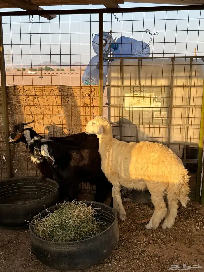 تيوس ثلاجه عدد 2 وطلي 0