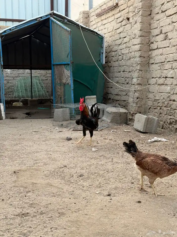 دجاج بلدي 4
