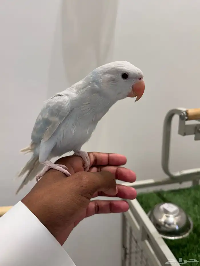 ببغاء درة سماوي للبيع 2