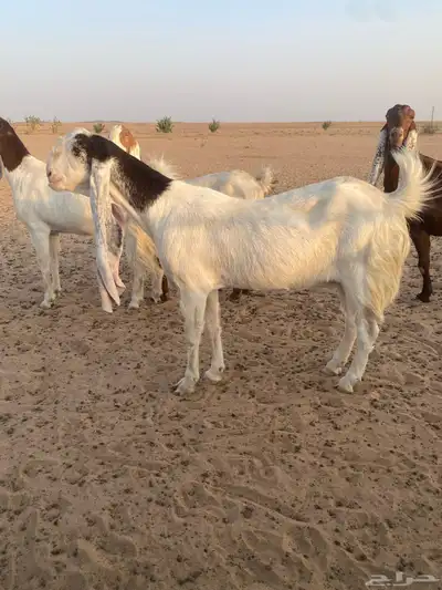 معزا هولنديات نوادر جروم فواخر توب التوب index