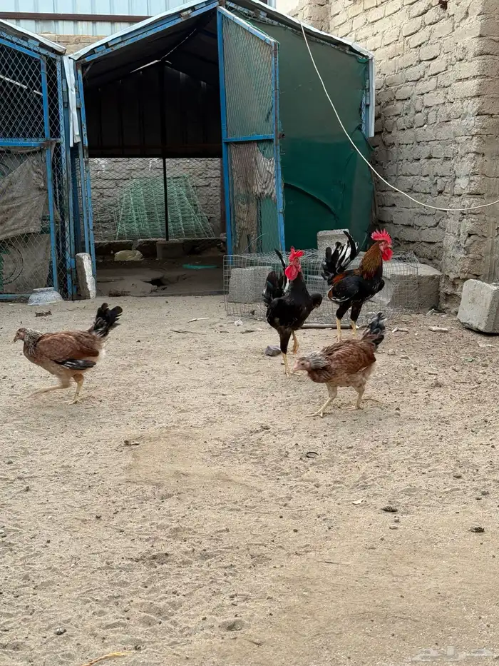 دجاج بلدي 9