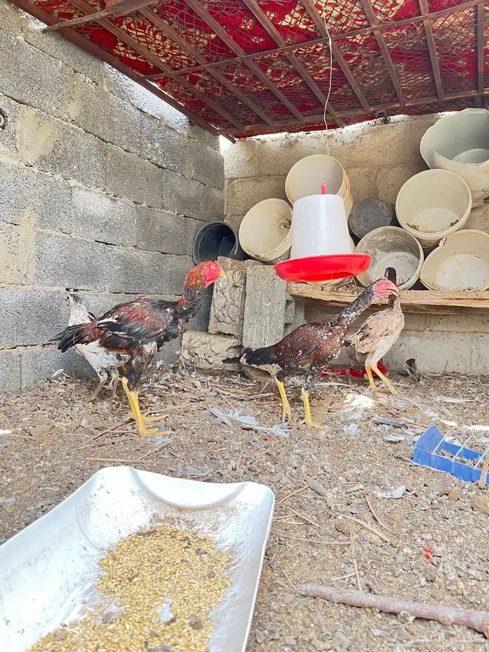 دجاج 4
