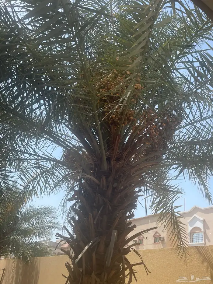 نخل للبيع 0