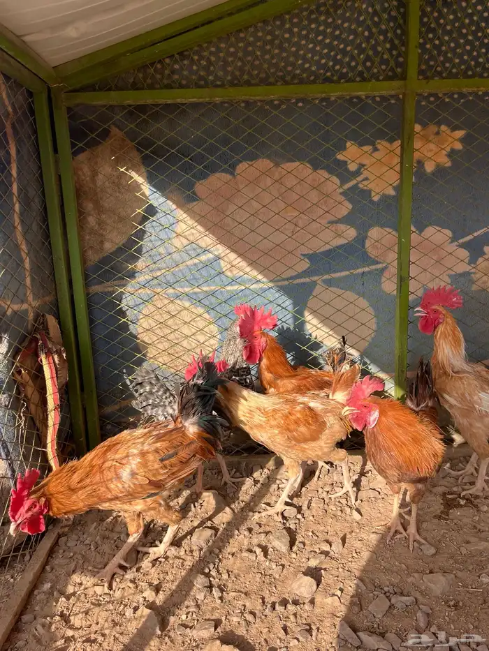 ديكه للبيع 3