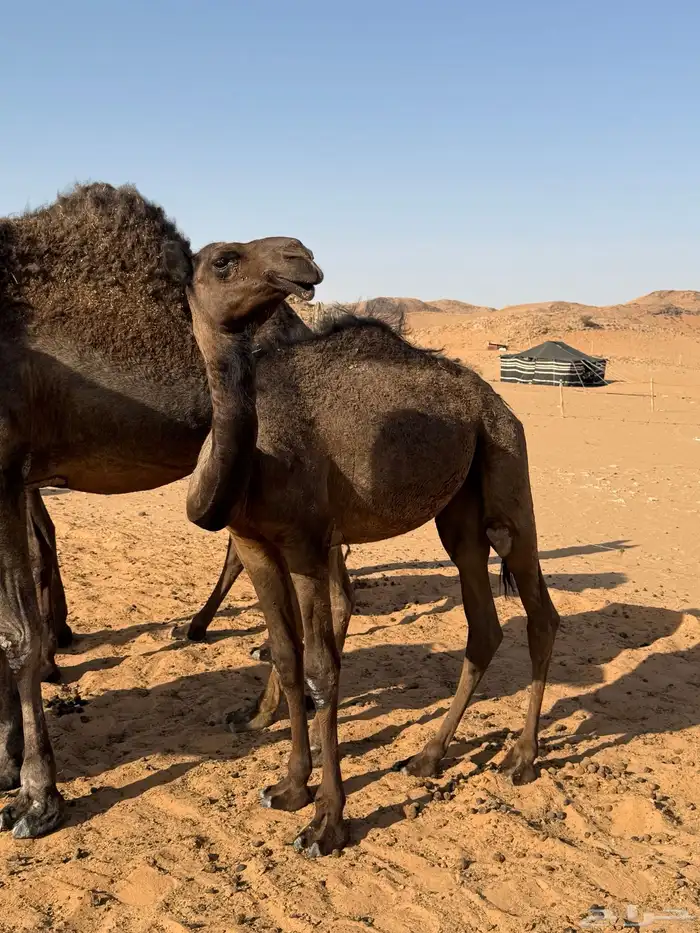 نياق ل البيع على السوم 1