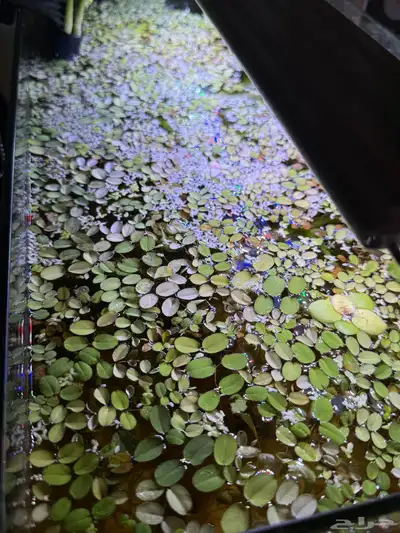 نبات مائي 0