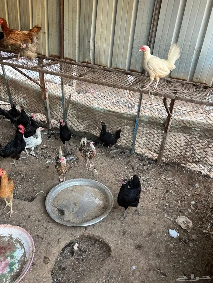 دجاج بلدي(تم البيع) 2