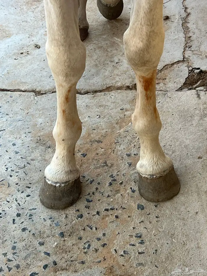 حصان عربي شعبي هادي جداا 2