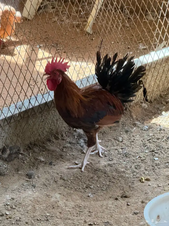 ديوك للبيع 2