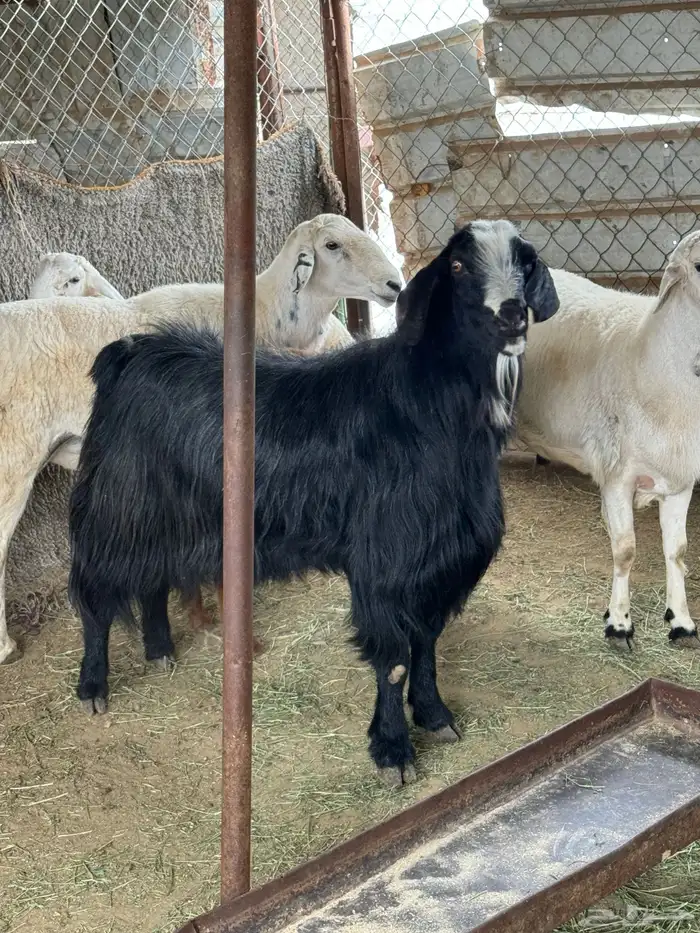 فحل جنب وارتفاع 6