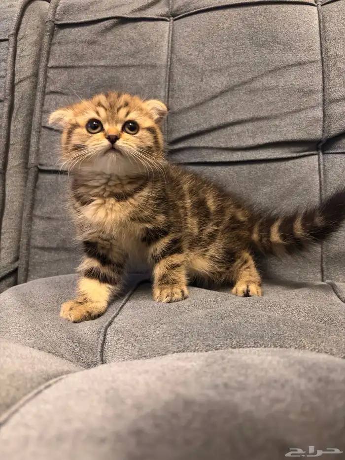 قطط سكوتش فولد للبيع 1