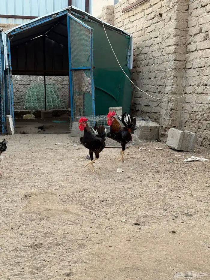 دجاج بلدي 3