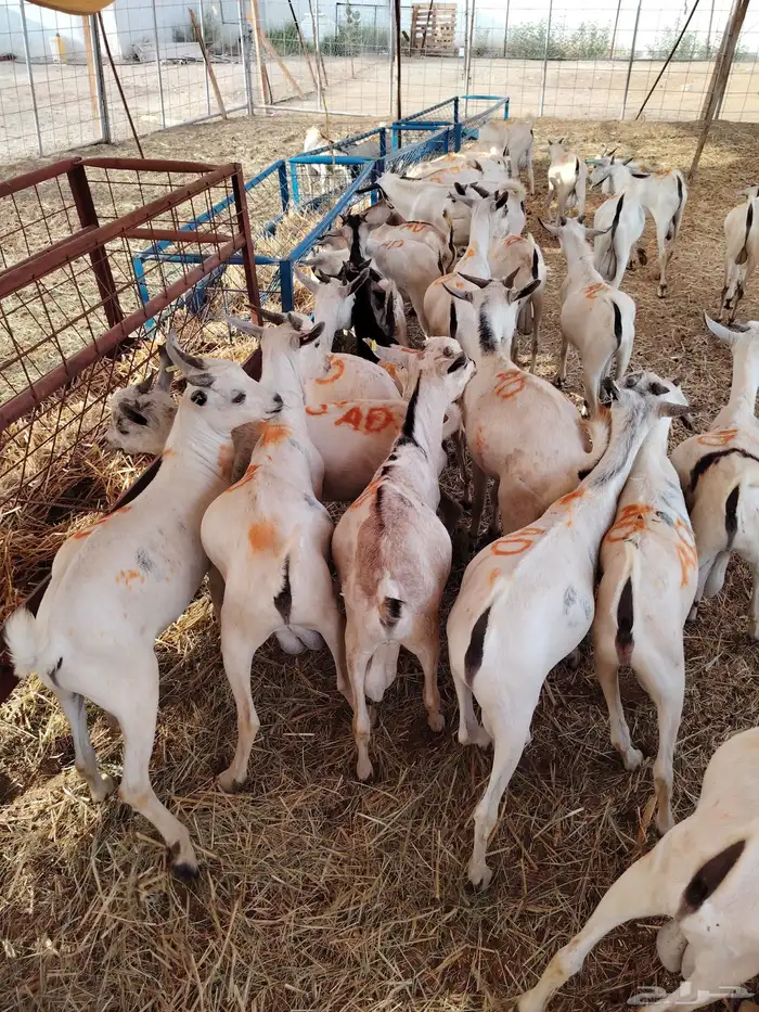 تيوس جديده للتجاار 1
