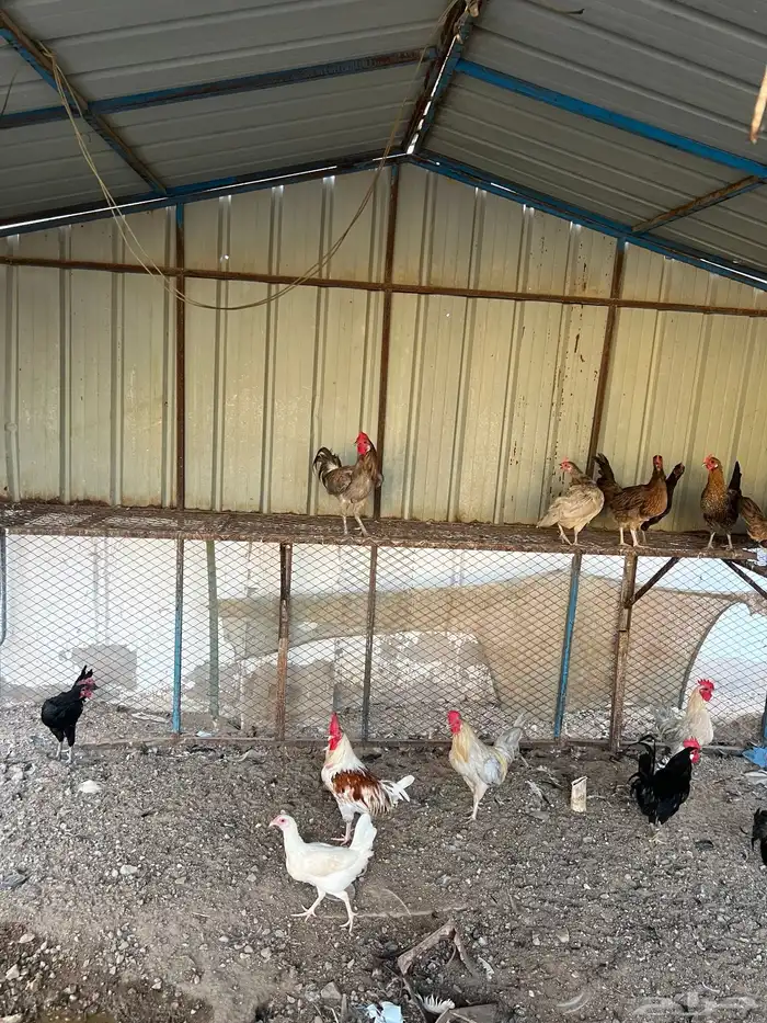 دجاج بلدي(تم البيع) 5