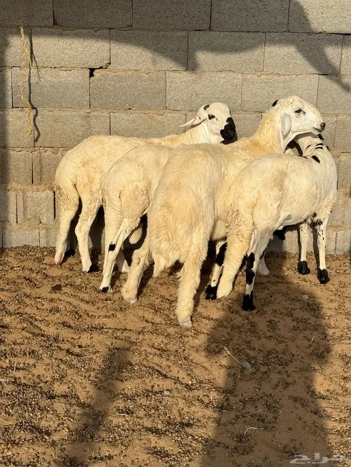 للبيع ذبايح حريات 0