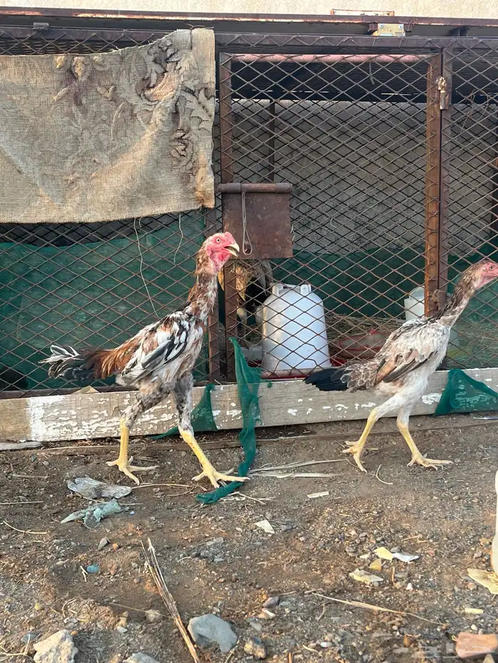 جوز شامو ياباني 2