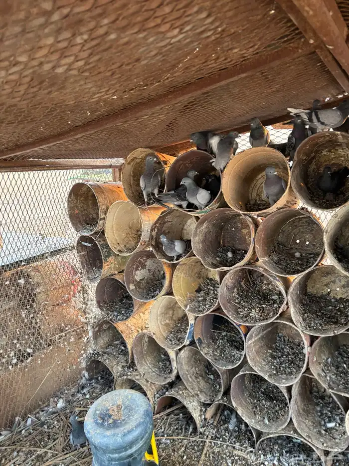 للبيع حمام 3