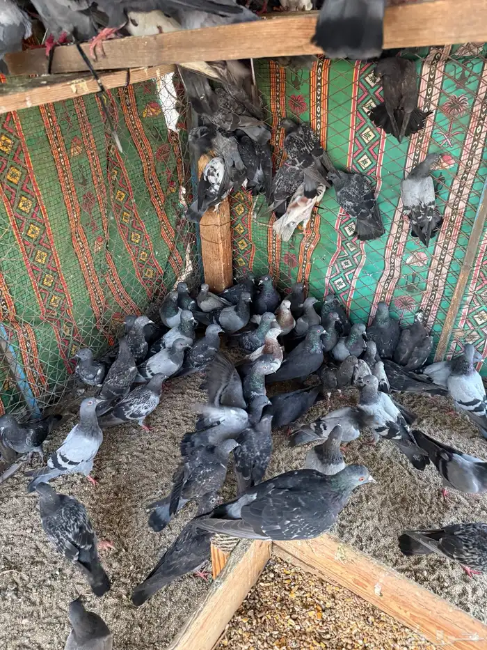 حمام بلدي سوادي قوووي 0