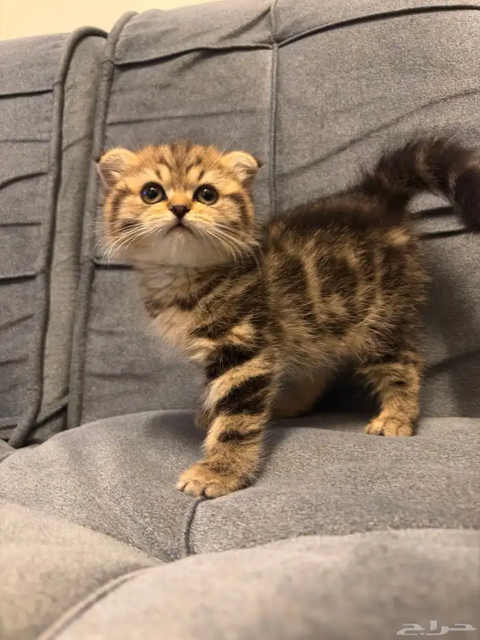 قطط سكوتش فولد للبيع 0